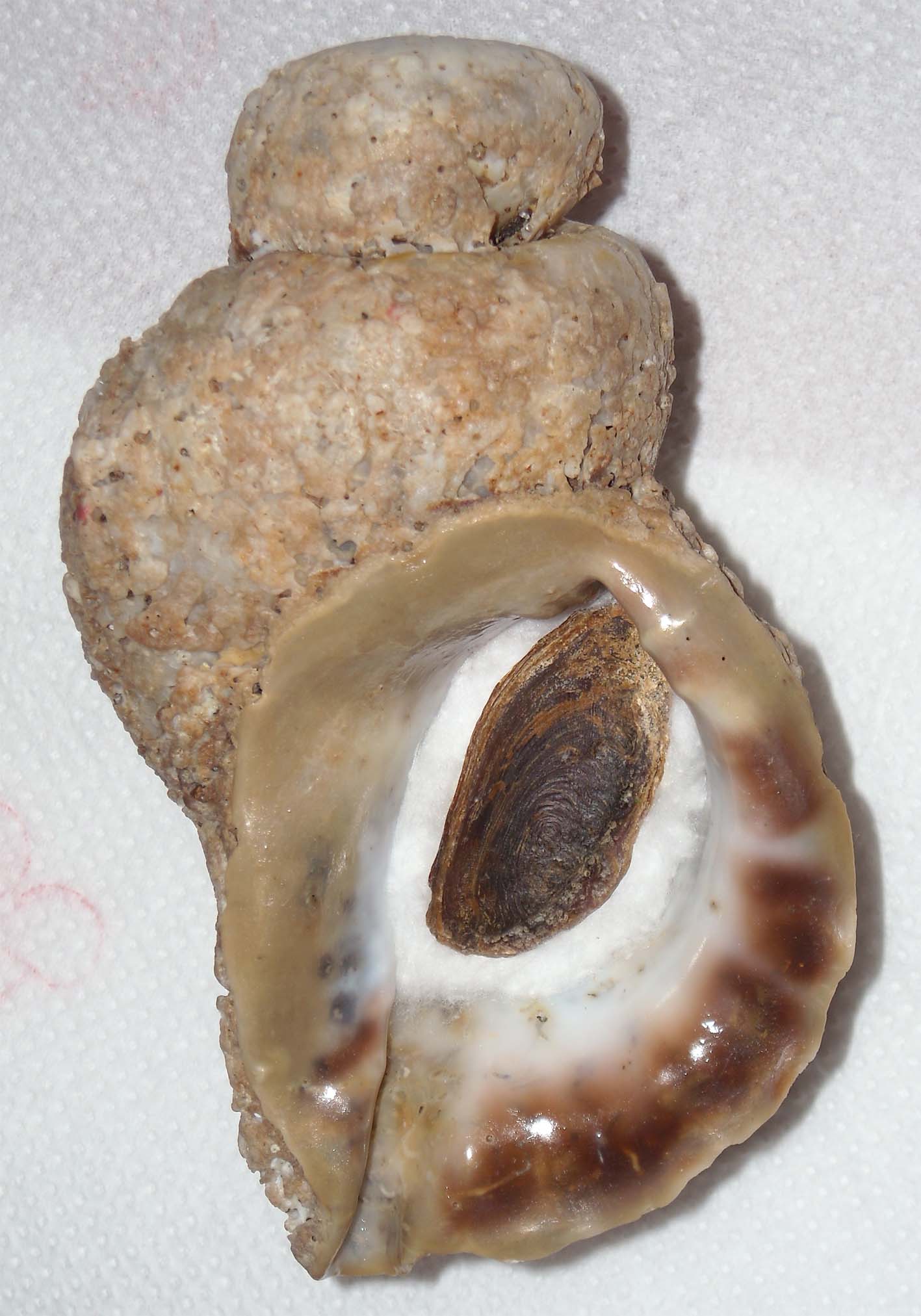 charonia nodifera teratologica